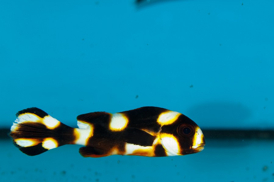 Dogfish Orientalis, oriental sweetlips (Plectorhinchus lineatus)